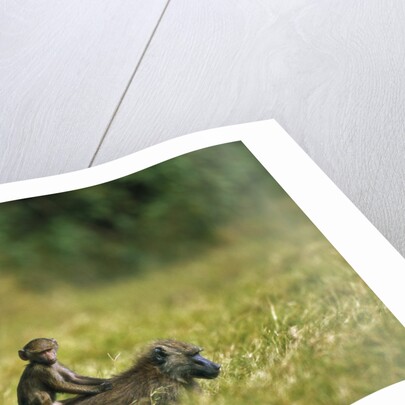 Chacma Baboons in Grass by Anonymous