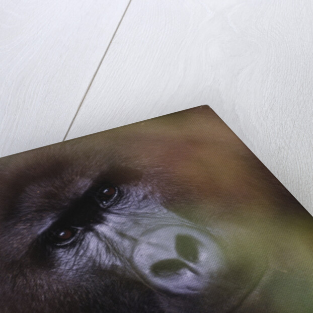 Close-up of Mountain Gorilla by Anonymous