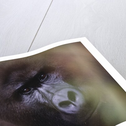 Close-up of Mountain Gorilla by Anonymous