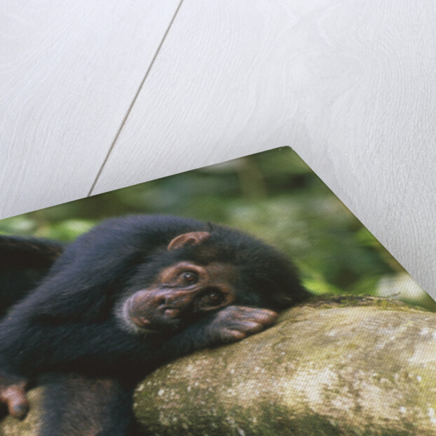 Chimpanzee Lying on Branch by Anonymous