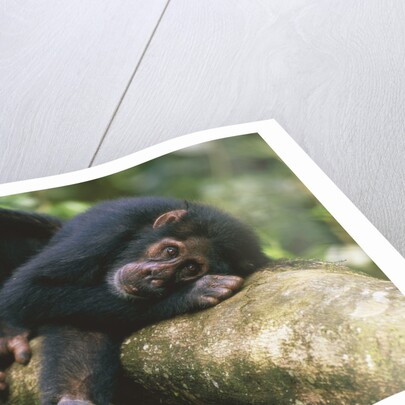 Chimpanzee Lying on Branch by Anonymous