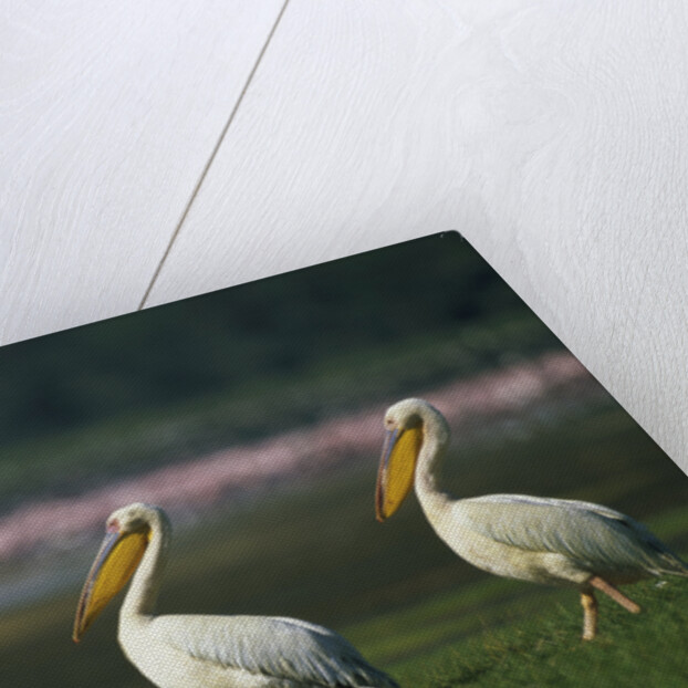 Row of White Pelicans by Anonymous