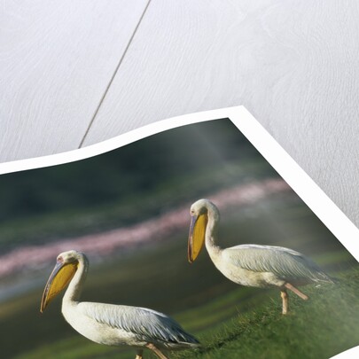 Row of White Pelicans by Anonymous