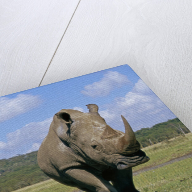 White Rhinoceros in Meadow by Anonymous