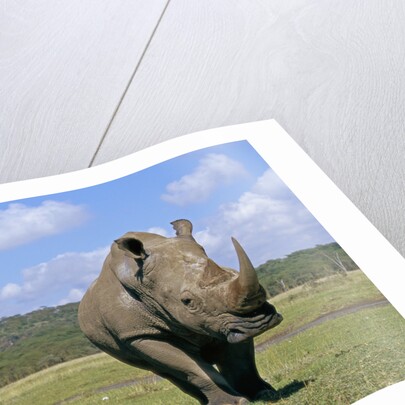 White Rhinoceros in Meadow by Anonymous