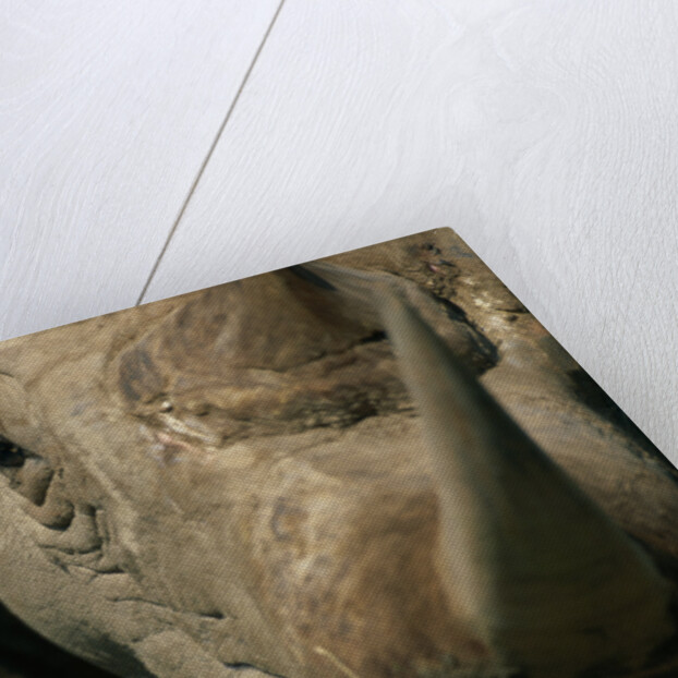 Close-up of White Rhinoceros by Anonymous