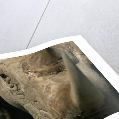 Close-up of White Rhinoceros by Anonymous