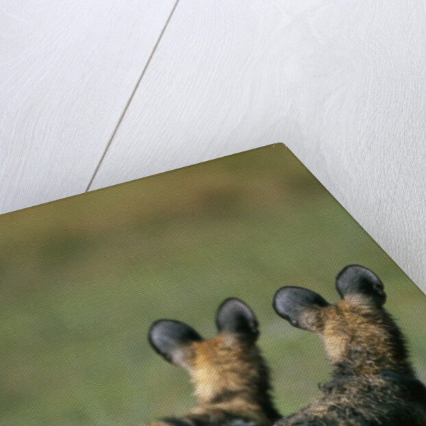 Close-up of Wild Dogs by Anonymous