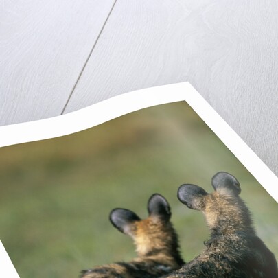 Close-up of Wild Dogs by Anonymous