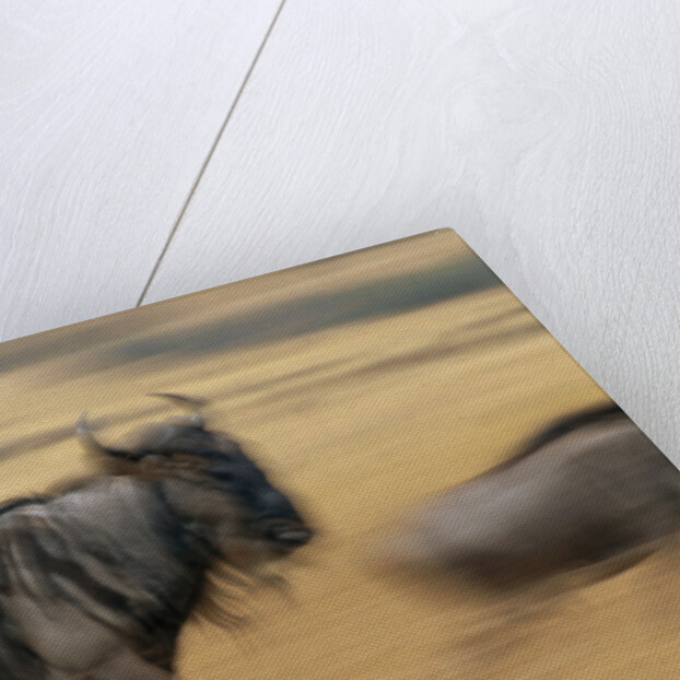 Wildebeest Running in Grass by Anonymous