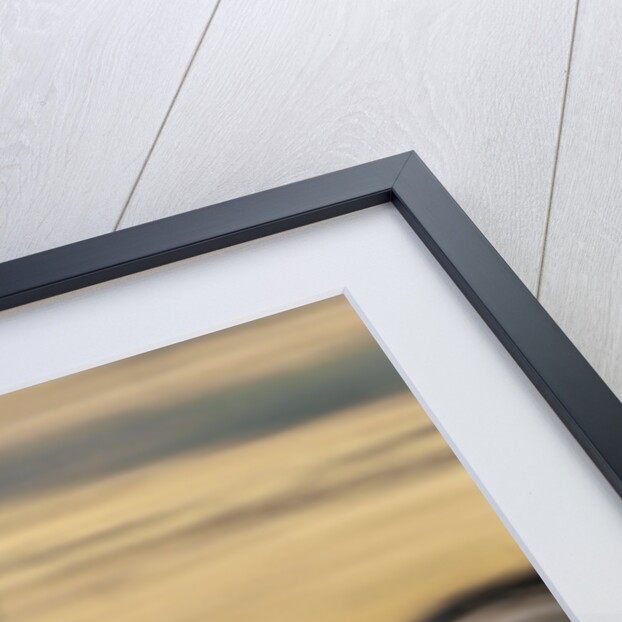 Wildebeest Running in Grass by Anonymous