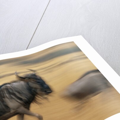 Wildebeest Running in Grass by Anonymous