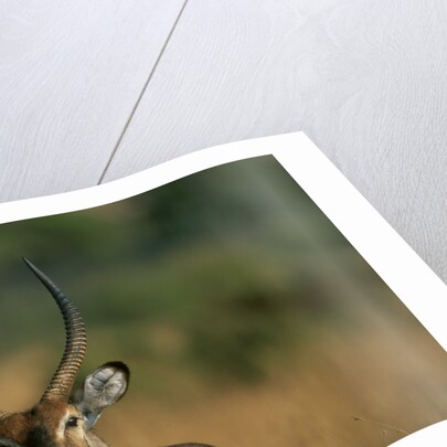Close-up of Waterbuck by Anonymous