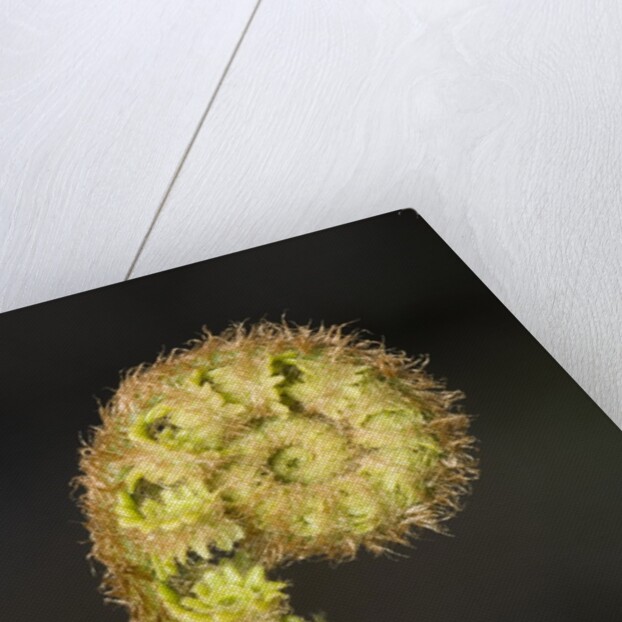 Close-up of Fern Fiddlehead by Anonymous