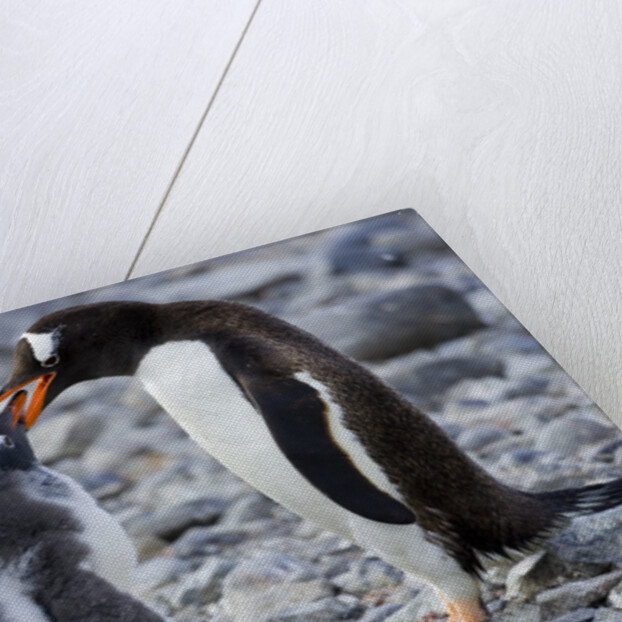 Gentoo Penguin Feeding Young by Anonymous