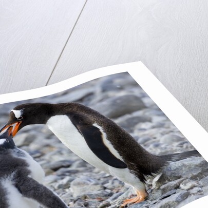 Gentoo Penguin Feeding Young by Anonymous