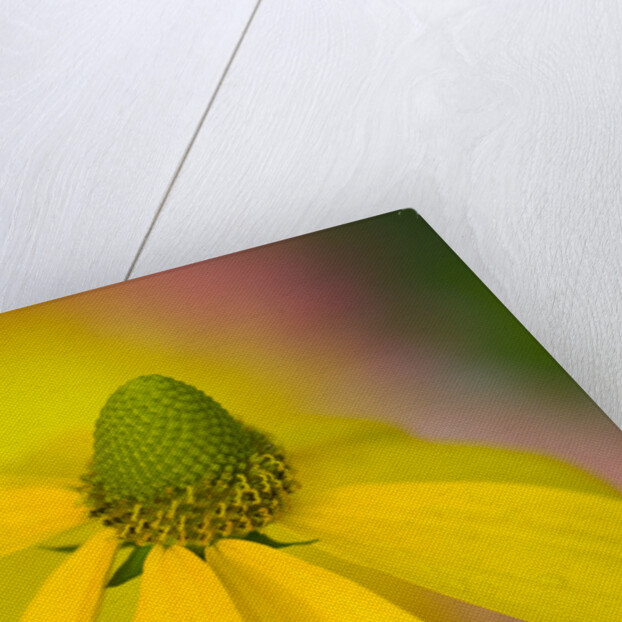 Close-up of Yellow Coneflower by Anonymous