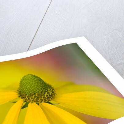 Close-up of Yellow Coneflower by Anonymous