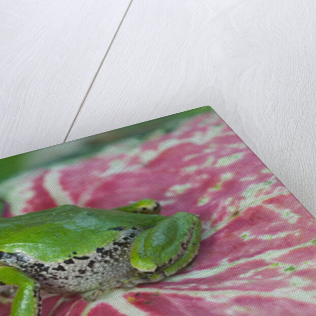 Pacific Tree Frog on Caladium Leaf by Anonymous