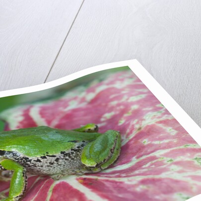Pacific Tree Frog on Caladium Leaf by Anonymous