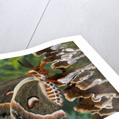 Cecropia Moth on Mushroom-Covered Tree by Anonymous