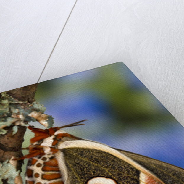 Cecropia Moth on Lichen-Covered Tree by Anonymous
