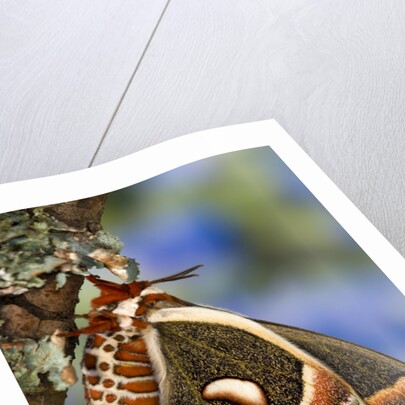 Cecropia Moth on Lichen-Covered Tree by Anonymous
