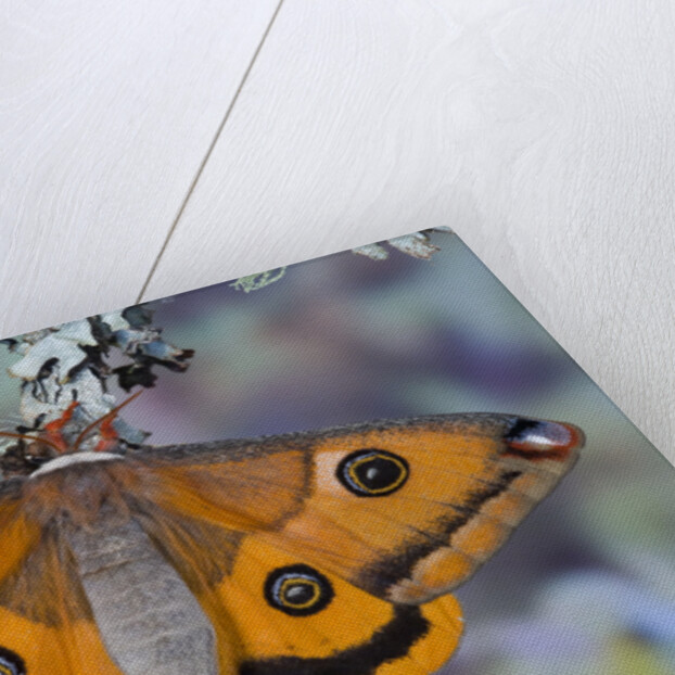 Calosaturnia Moth on Lichen-Covered Branch by Anonymous