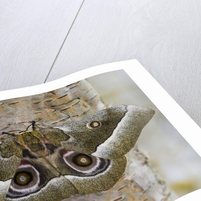 Gonimbrasia Moth on Tree Trunk by Anonymous