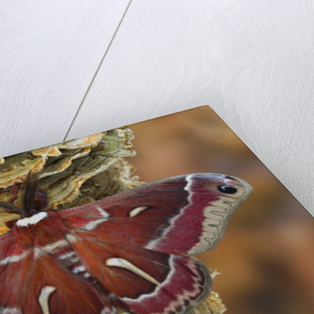 Hyalophora Moth on Mushroom-Covered Tree by Anonymous