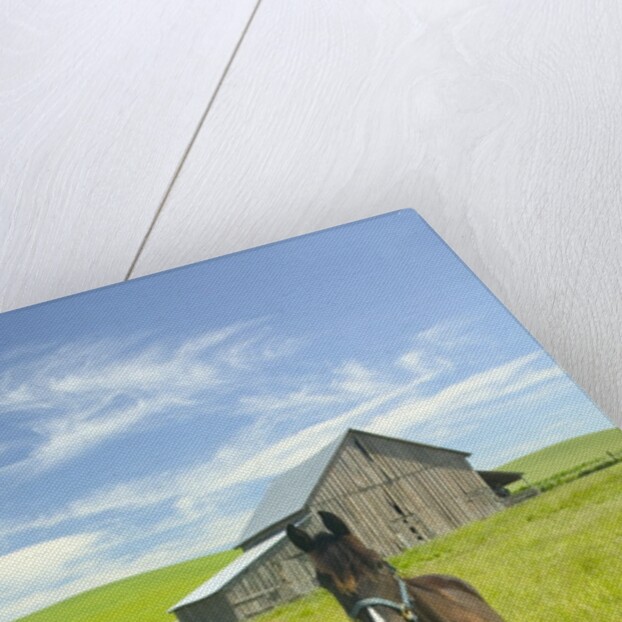 Horses and Barn in Prairie by Anonymous