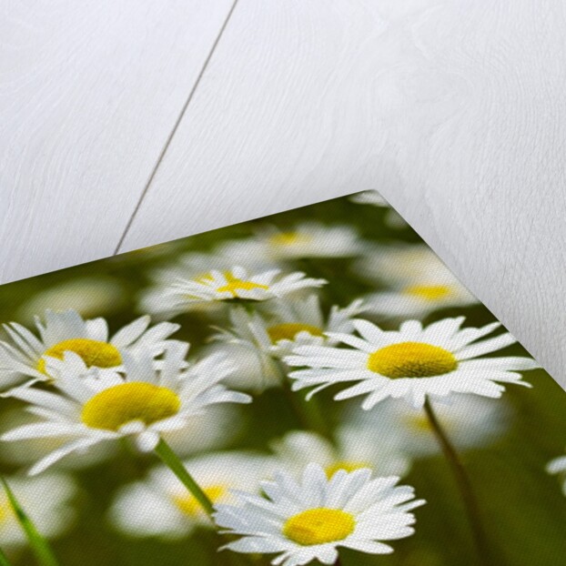 Summer Flowers by Anonymous