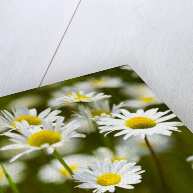 Summer Flowers by Corbis