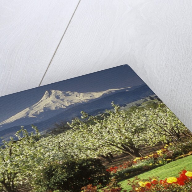 Tulips and Pear Orchard Below Mt. Hood by Anonymous