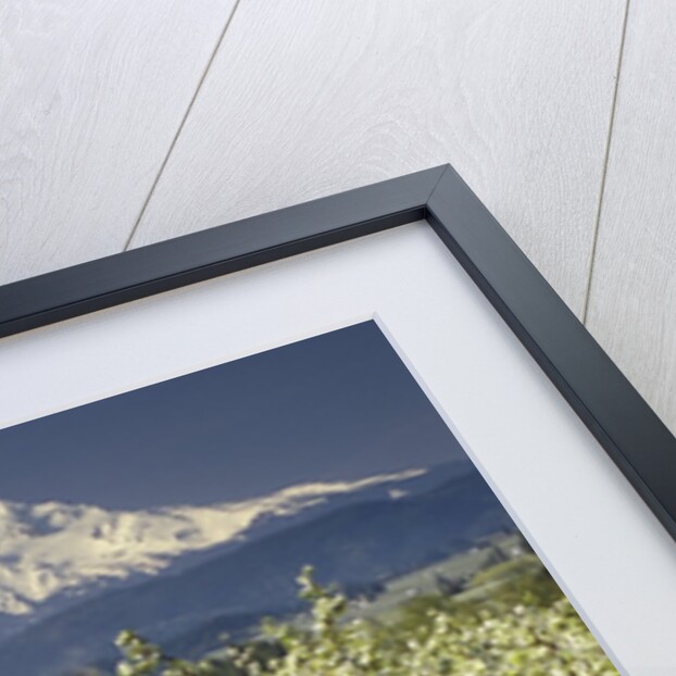 Tulips and Pear Orchard Below Mt. Hood by Anonymous