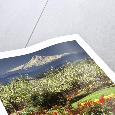 Tulips and Pear Orchard Below Mt. Hood by Anonymous
