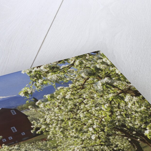 Barn in Orchard Below Mt. Hood by Anonymous