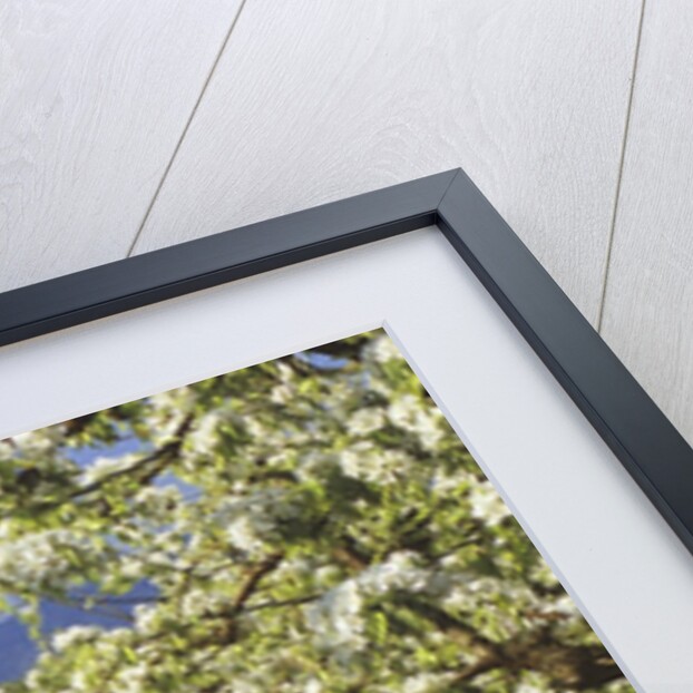 Barn in Orchard Below Mt. Hood by Anonymous