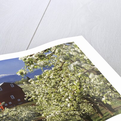 Barn in Orchard Below Mt. Hood by Anonymous