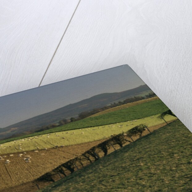 Sheep Grazing in Agricultural Fields in Northumberland by Anonymous