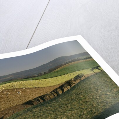 Sheep Grazing in Agricultural Fields in Northumberland by Anonymous