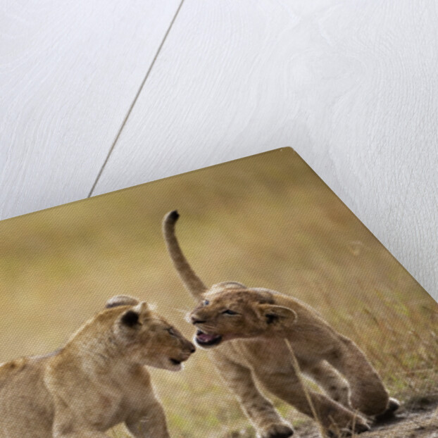 Lion Cubs, Masai Mara Game Reserve, Kenya by Anonymous