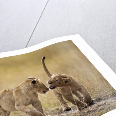 Lion Cubs, Masai Mara Game Reserve, Kenya by Anonymous