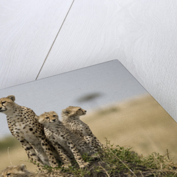 Cheetah and cubs, Masai Mara Game Reserve, Kenya by Anonymous