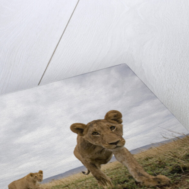 Lion Cubs in Masai Mara Game Reserve, Kenya by Anonymous