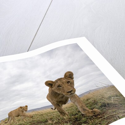 Lion Cubs in Masai Mara Game Reserve, Kenya by Anonymous