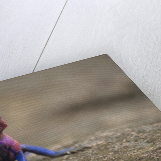 Red Headed Agama Lizard in Serengeti National Park, Tanzania by Anonymous