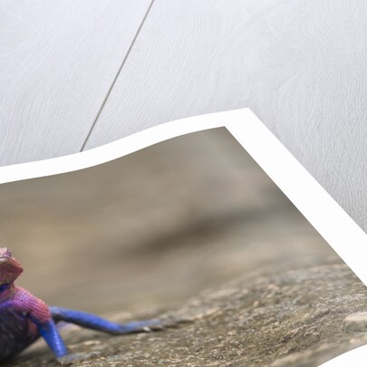 Red Headed Agama Lizard in Serengeti National Park, Tanzania by Anonymous
