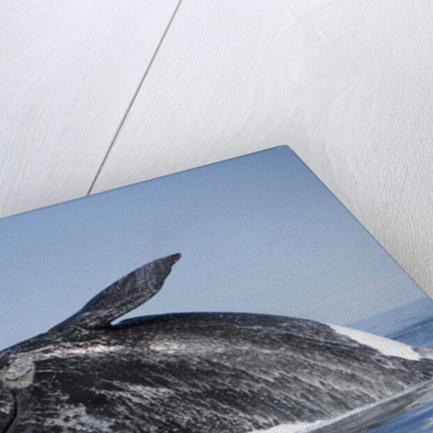 Southern Right Whale off Peninsula Valdes, Patagonia by Anonymous