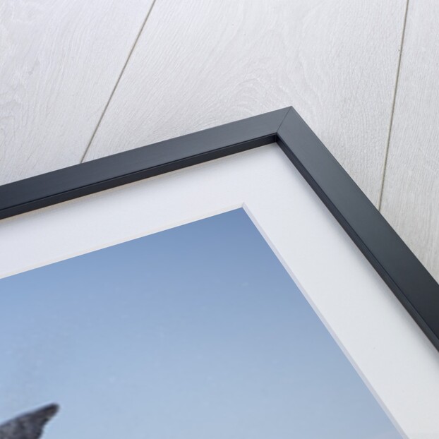 Southern Right Whale off Peninsula Valdes, Patagonia by Anonymous